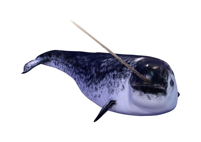 narwhal