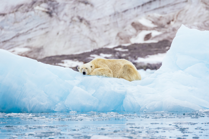 Polar Bear Week highlights absence of Arctic sea ice due to climate change  