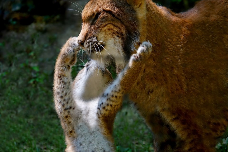 Lynx
