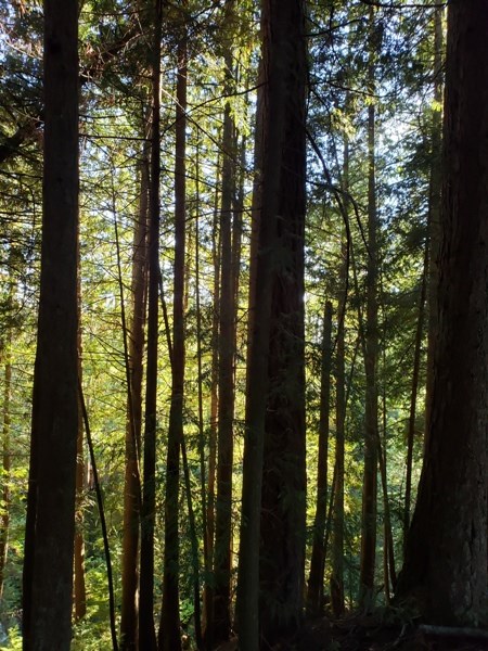 giant cedars