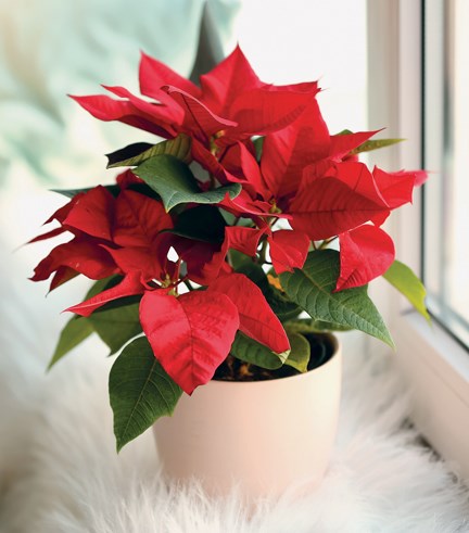 Christmas plants
