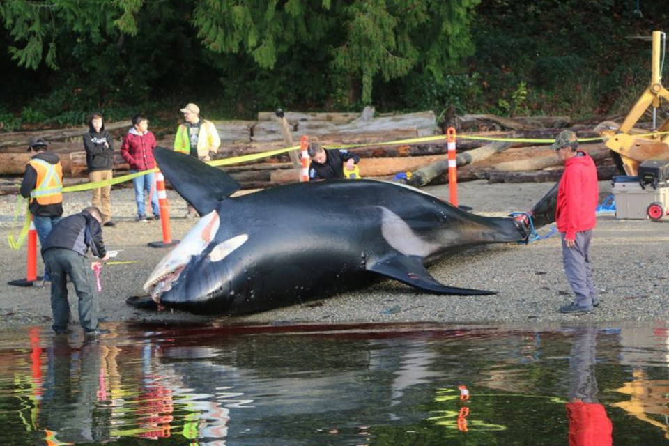 Orca
