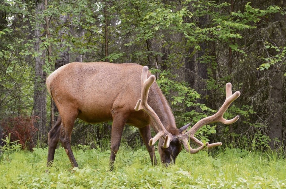 elk