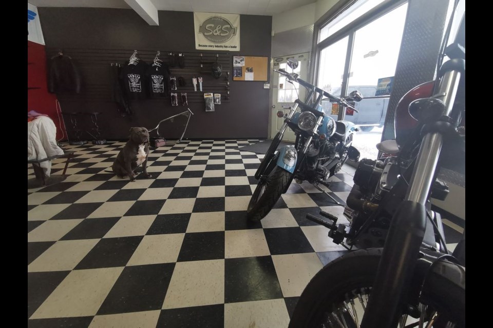 Shop dog, Caine, of Howler Custom Cycles in Kamsack is always up for a belly rub from customers. The business offers customers a variety of unique services and features