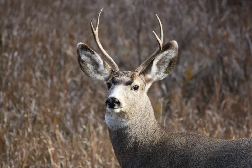 mule-deer-1804262_1280.jpg