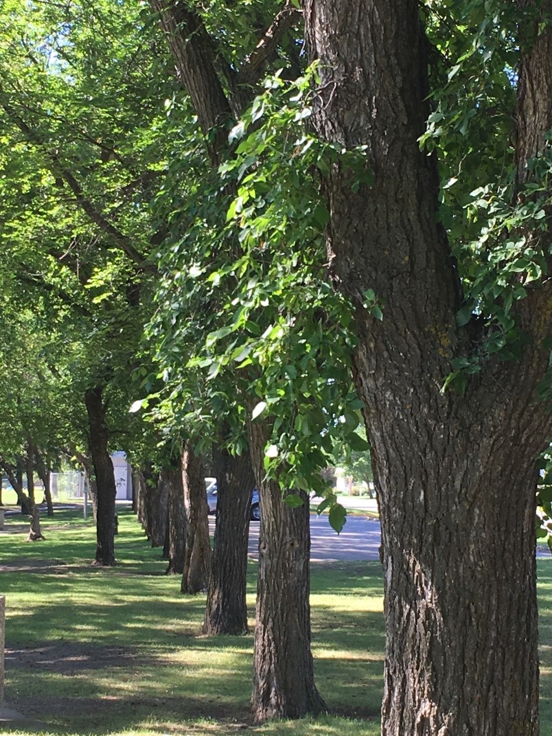 trees