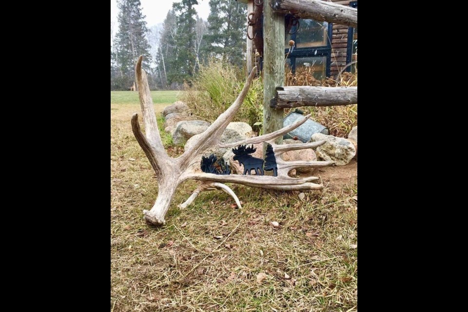 Kenton Hull of Preeceville has a talent for carving designs into moose antlers.