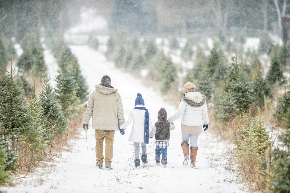Christmas trees
