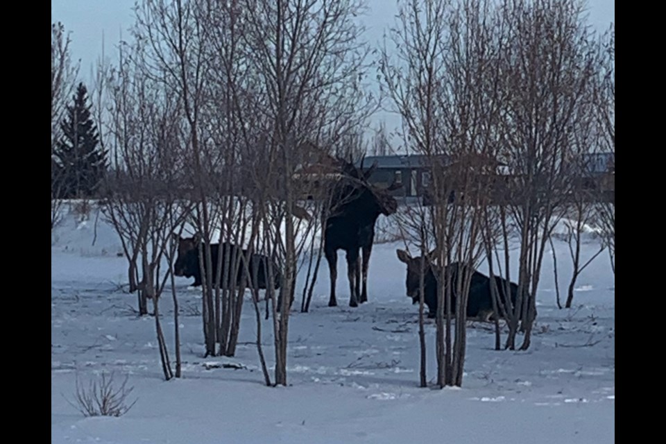 Submitted Photo by Brittney Koch