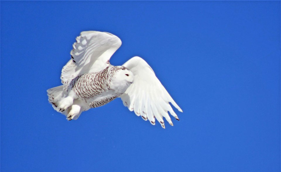 Snowy owl