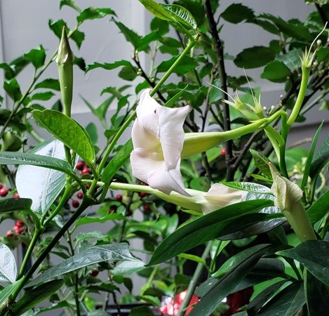 Mandevilla