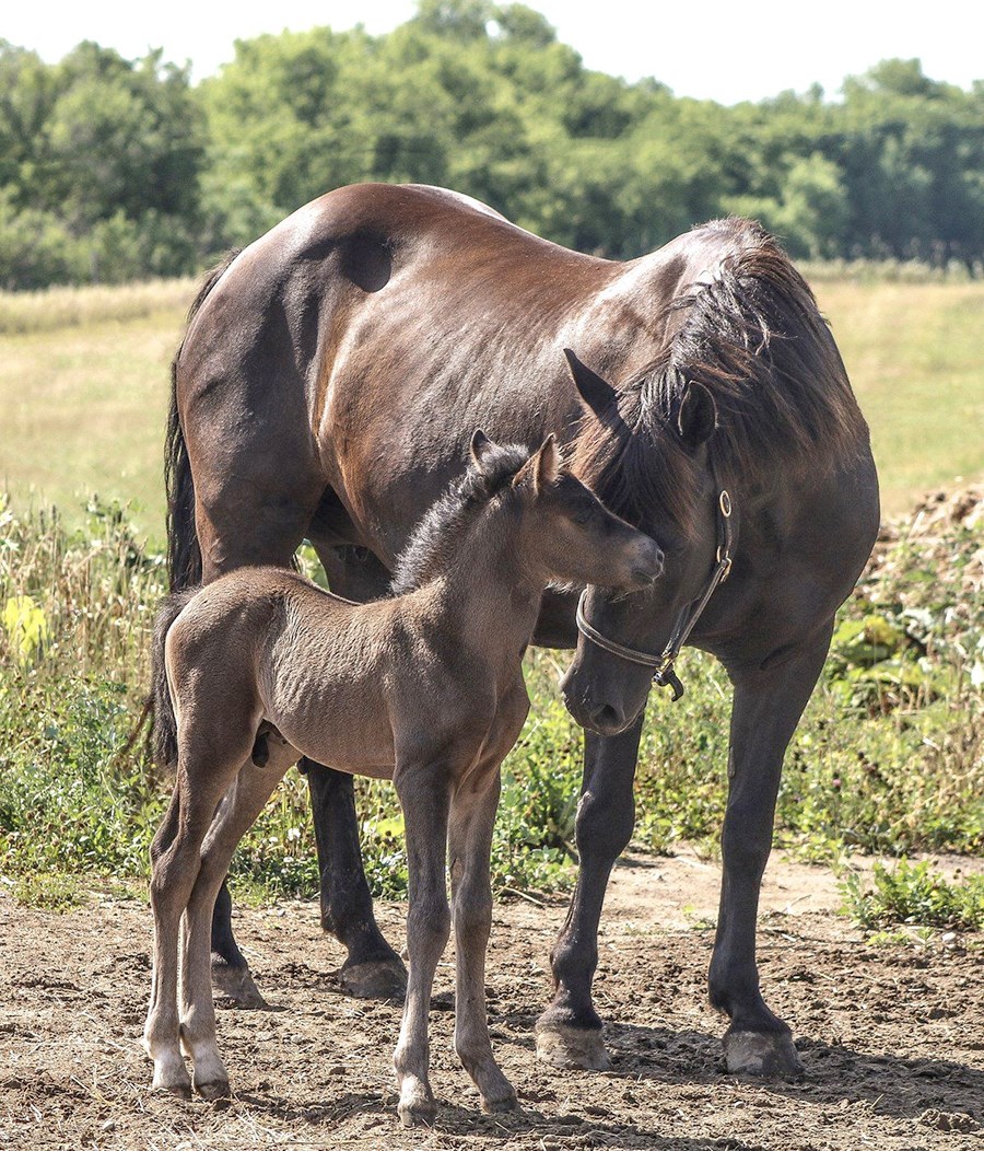 A Canadian Horse mare welcomed her new colt last July at Churchill Chimes Equestrian Centre in Uxbri