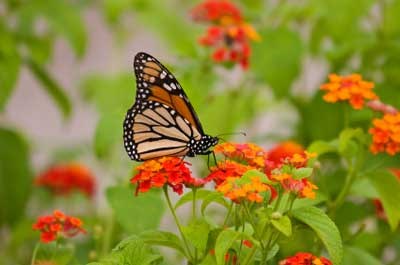 Butterffly
