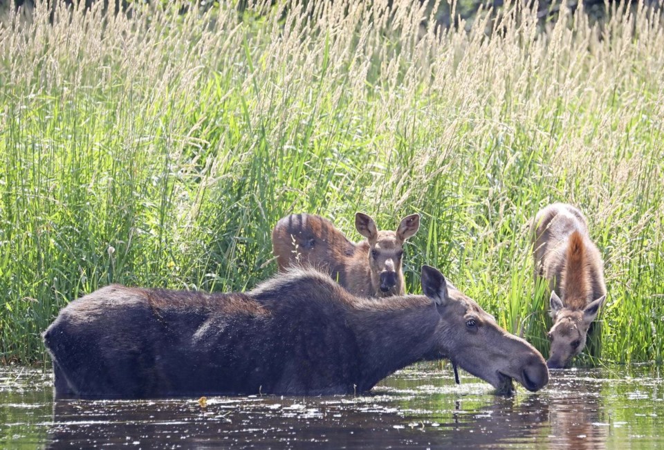 moose