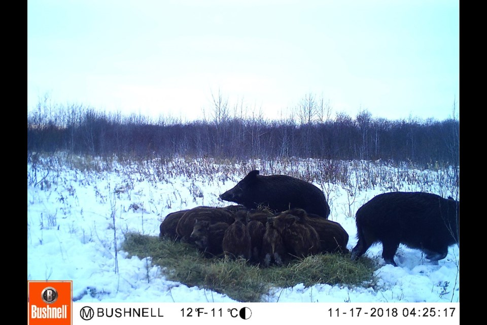 University of Saskatchewan Professor Ryan Brook is mapping the rapid spread of wild pigs in the province. Photo provided by Ryan Brook on Tuesday, January 26, 2021. Photo by Ryan Brook