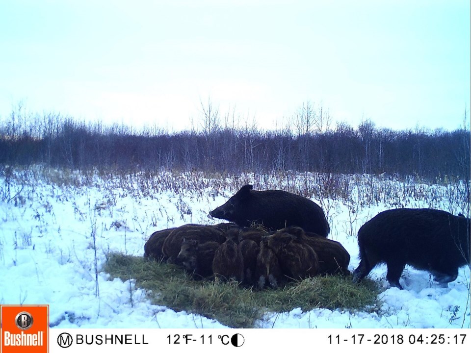 boar