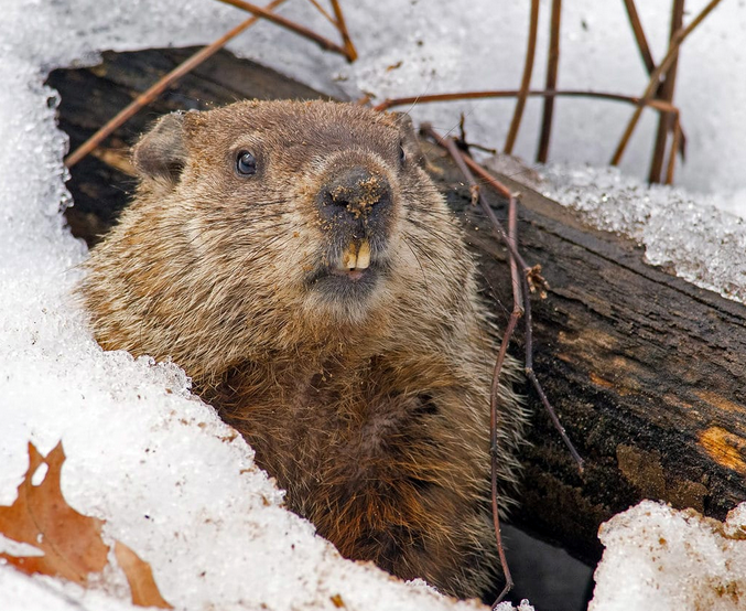 Groundhog Day
