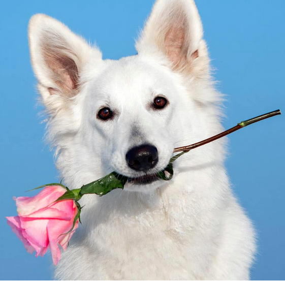 Dog Date