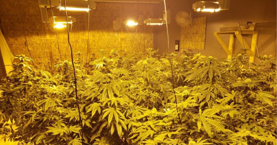 cannabis