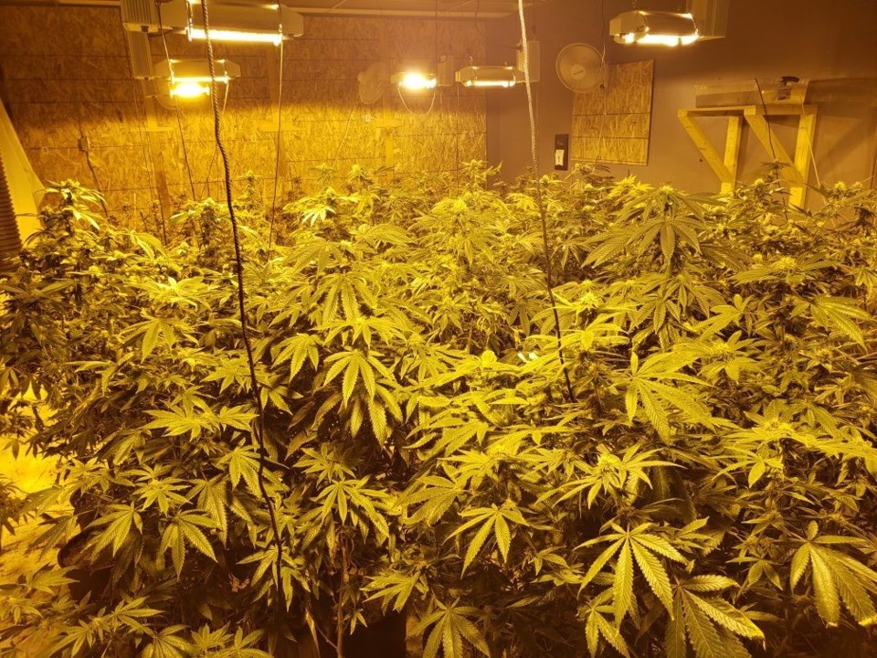 weed