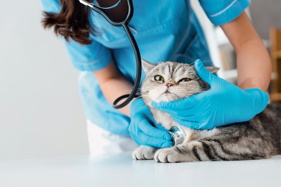 cat ownership