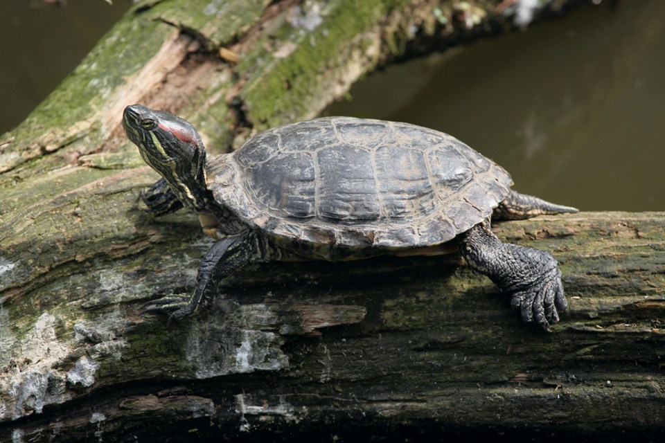 turtles
