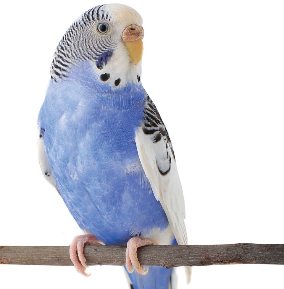 parakeet