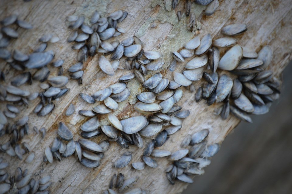 mussels