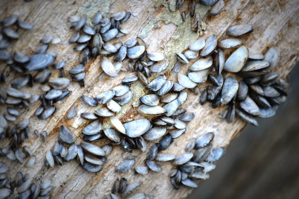Invasive zebra mussels found in aquarium moss products