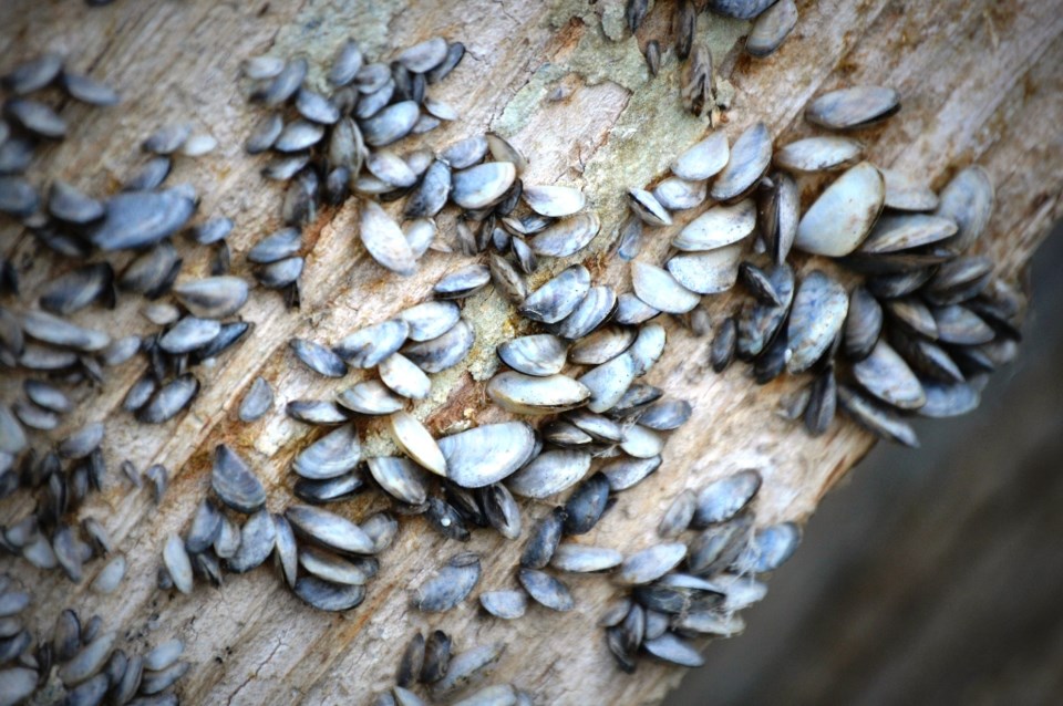 Zebra mussels on a pier. Ministry of Environment photo