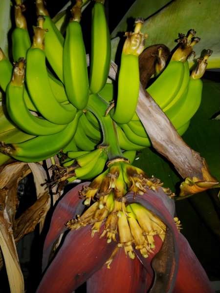 Bananas in Saskatchewan is a lofty goal achieved by horticulturists Shelly and Rick Gerein of Scott. Photos submitted