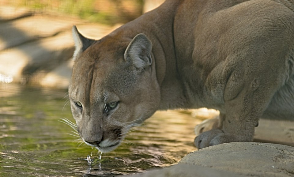 cougar-2808198_1280