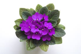 African violets