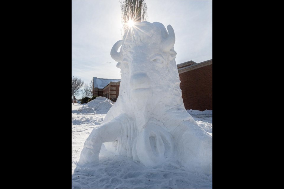 The Bison Sculpture in front of the Allen Sapp Gallery was created as part of the Wintertainment lineup of activity. Click through for more photos by Averil Hall