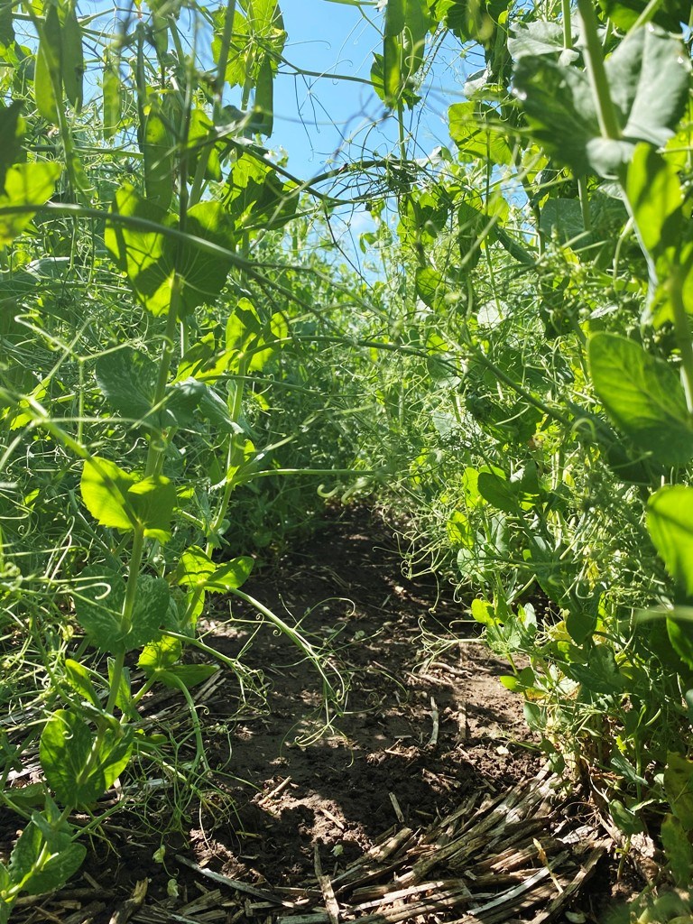 India is a major market for Saskatchewan peas, like these grown near Estevan. That trading relations