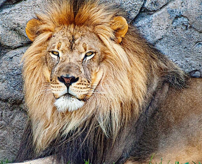 World Wildlife Day