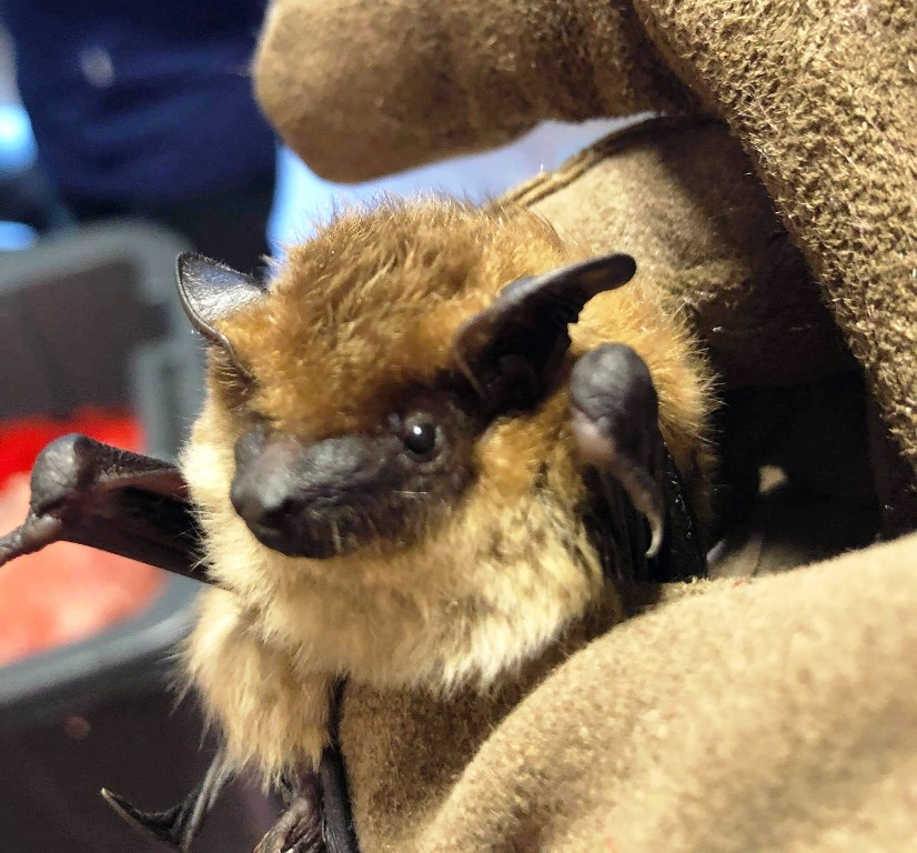 A brown bat being cared for by Living Sky Wildlife Rehabilitation. LSWR Facebook photo