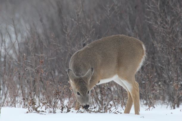 Wildlife