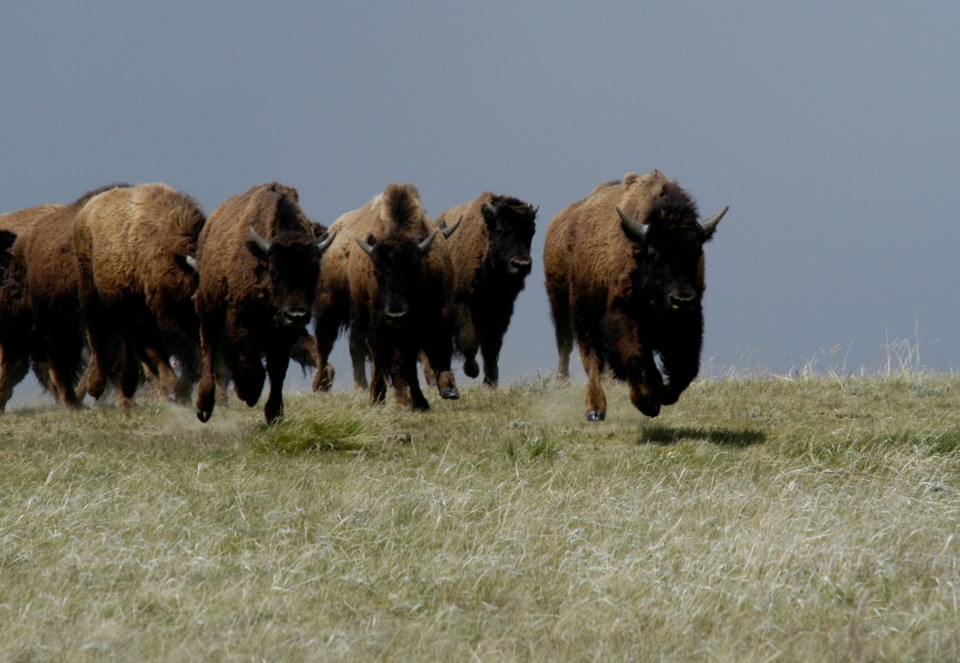 bison