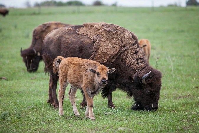 bison