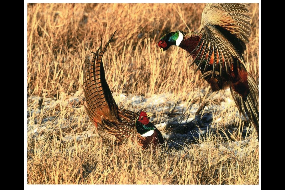 This photo taken by Estevan’s Mary Jacobs has been selected for a provincial award by the Saskatchewan Wildlife Federation.