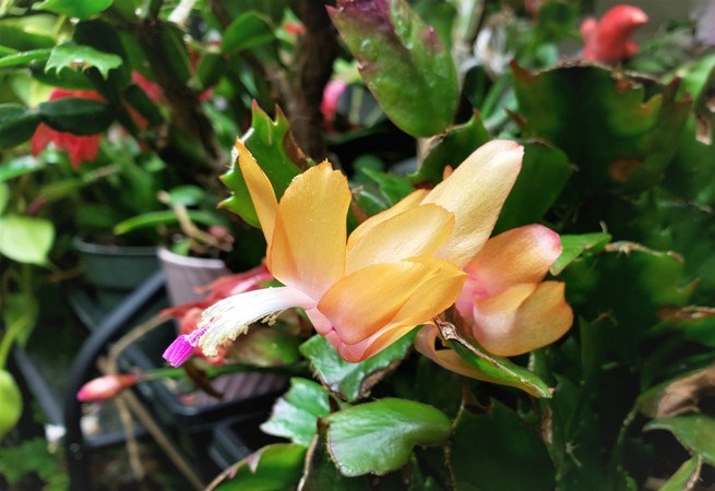 The Easter cactus is among an assortment of houseplants that can add colour to the indoor landscape in the lead up to full-fledged spring. Photos submitted