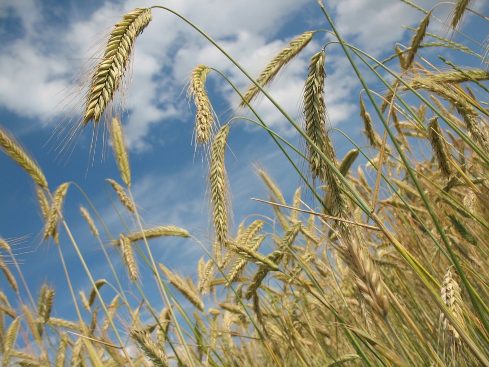 wheat-228726_1280