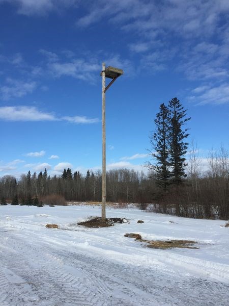 The new Osprey platform was put in place ready for the relocation of the nest for the Osprey in Endeavour.