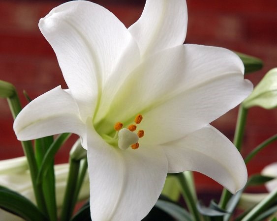 easter lily