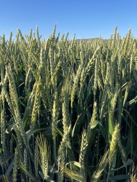 Thick and luscious heads of barley swaying in the breeze in an Arizona field.