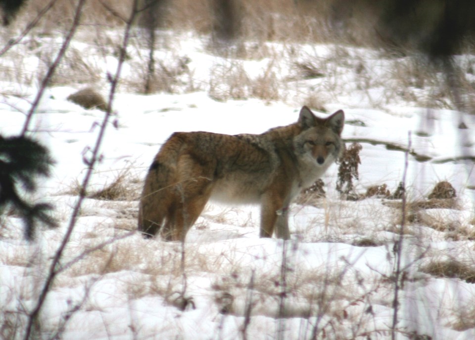 coyote