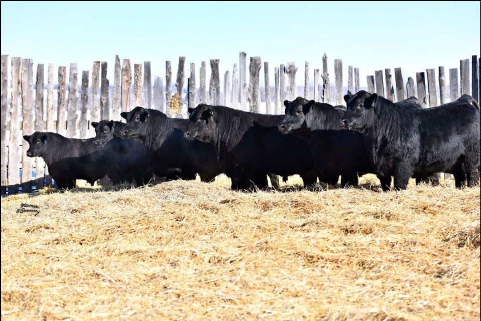 Swan Hills Ranch bulls. Submitted Photo