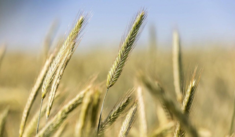 A rye crop in Saskatchewan. Health Canada is asking for public consultation on the new guidelines fo