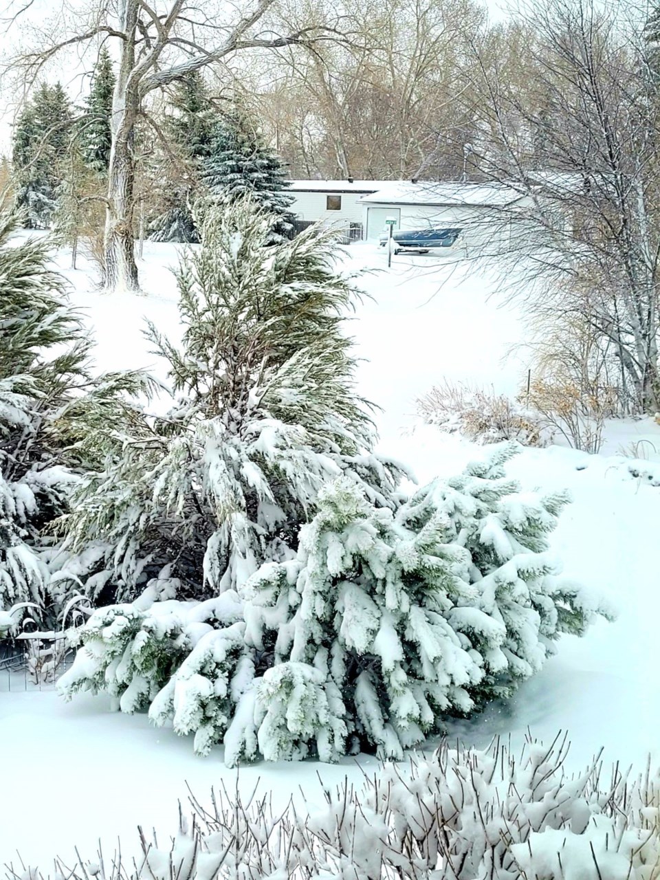 Winter storm pic